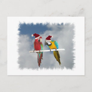 Cartes Pour Fêtes Annuelles Deux Santas macaw