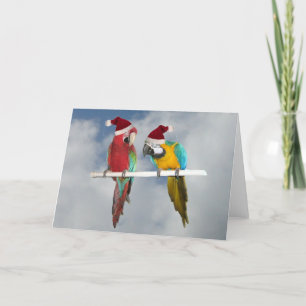 Cartes Pour Fêtes Annuelles Deux Santas macaw