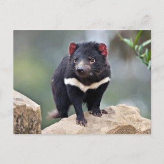 Cartes Pour Fêtes Annuelles diable de Tasmanie
