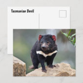 Cartes Pour Fêtes Annuelles diable de Tasmanie (Devant / Derrière)