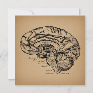 Cartes Pour Fêtes Annuelles Diagramme du cerveau vintage Art d'anatomie médica