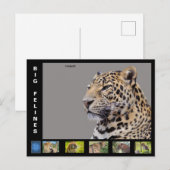 Cartes Pour Fêtes Annuelles Différents gros chats (Devant / Derrière)