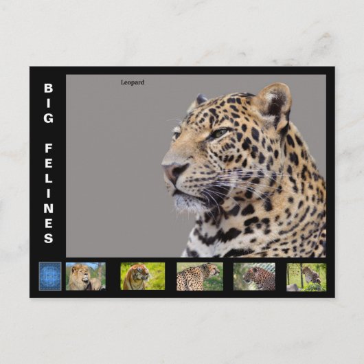 Cartes Pour Fêtes Annuelles Différents gros chats (Devant)