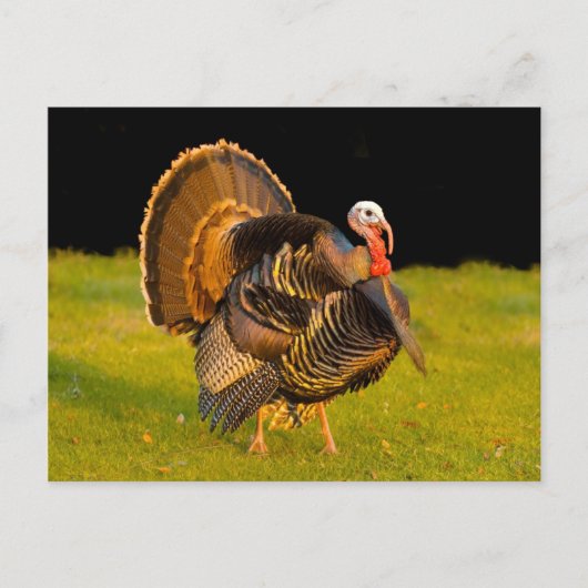 Cartes Pour Fêtes Annuelles Dinde de Thanksgiving (Devant)