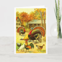 Dindes et poulets