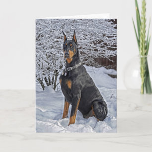 Cartes Pour Fêtes Annuelles Doberman Frosty Matin