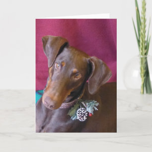 Cartes Pour Fêtes Annuelles Dobermann (houx) dans sa décoration de Noël !