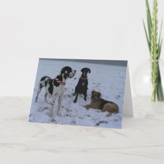 Cartes Pour Fêtes Annuelles Dogue allemand, great dane, chiens, Noël