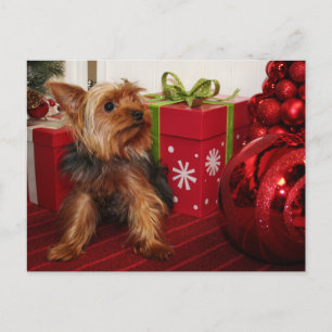 Cartes Pour Fêtes Annuelles Dot - Yorkshire Terrier - Rodgers