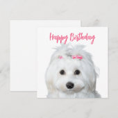 Cartes Pour Fêtes Annuelles Douceur blanche maltaise (Devant / Derrière)