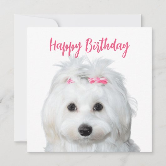 Cartes Pour Fêtes Annuelles Douceur blanche maltaise (Devant)