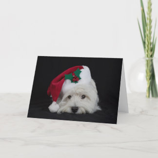 Cartes Pour Fêtes Annuelles Dreamer la pesky westie Christmas Card