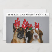 Cartes Pour Fêtes Annuelles Drôle animal personnalisé chien photo photo de Noë (Devant)