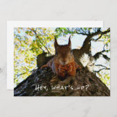 Cartes Pour Fêtes Annuelles Drôle mignon Hey What's Up Squirrel Bonjour Sup (Devant / Derrière)