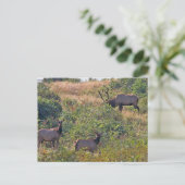 Cartes Pour Fêtes Annuelles Écureuil de Noël avec Sucre de canne (Debout devant)