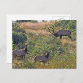 Cartes Pour Fêtes Annuelles Écureuil de Noël avec Sucre de canne (Devant / Derrière)