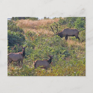 Cartes Pour Fêtes Annuelles Écureuil de Noël avec Sucre de canne