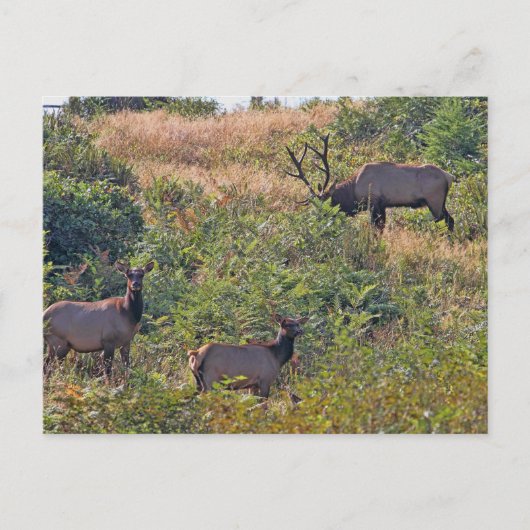 Cartes Pour Fêtes Annuelles Écureuil de Noël avec Sucre de canne (Devant)