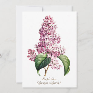 Cartes Pour Fêtes Annuelles Élégante Fleur de Lilas Violet Botanique Vintage
