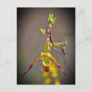 Cartes Pour Fêtes Annuelles Elégante Orange Jaune Orchidée Fleur Botanique