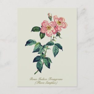 Cartes Pour Fêtes Annuelles Élégante Rose blanche rose Vintage