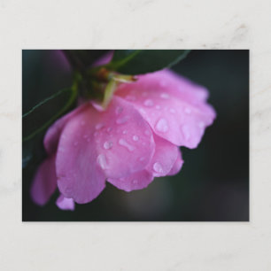 Cartes Pour Fêtes Annuelles Élégante rose rose gros plan avec la mâchoire