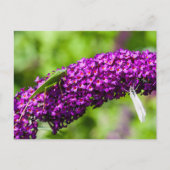 Cartes Pour Fêtes Annuelles énergie katydone (Devant)