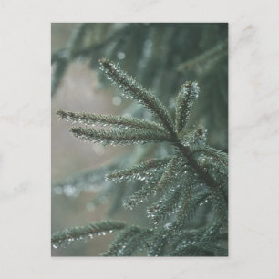 Cartes Pour Fêtes Annuelles Épicéa vert de près, esthétique de Noël