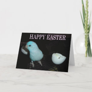 Cartes Pour Fêtes Annuelles Époux de Pâques