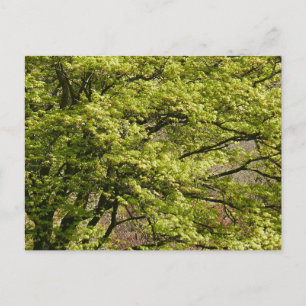 Cartes Pour Fêtes Annuelles Érable Japonais Vert