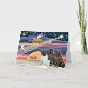 Cartes Pour Fêtes Annuelles Étoile de Noël - Terre-Neuve (trois)