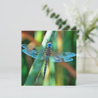 Fantasy Dragonfly