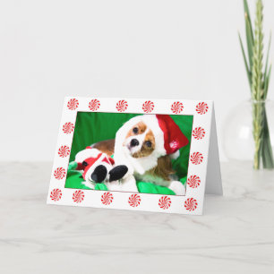 Cartes Pour Fêtes Annuelles Festif Noël Cavalier King Charles Puppy Card