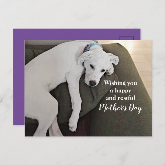 Cartes Pour Fêtes Annuelles Fête des Mères Chiot Blanc Mignon Fatigué Holida (Devant / Derrière)