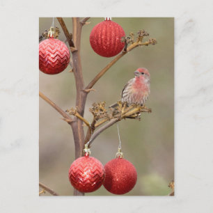 Cartes Pour Fêtes Annuelles Finch Perché autour des ornements de Noël