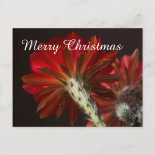 Cartes Pour Fêtes Annuelles Firelight Cactus tout autour, Joyeux Noël