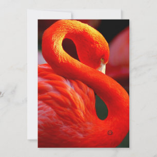 Cartes Pour Fêtes Annuelles flamant