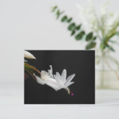 Cartes Pour Fêtes Annuelles Fleur de cactus de Noël blanc (Debout devant)