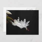 Cartes Pour Fêtes Annuelles Fleur de cactus de Noël blanc (Devant / Derrière)