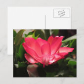 Cartes Pour Fêtes Annuelles Fleur de cactus de thanksgiving (Devant / Derrière)