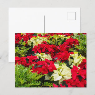 Cartes Pour Fêtes Annuelles Fleur de Noël Poinsettia