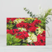 Cartes Pour Fêtes Annuelles Fleur de Noël rouge Poinsettia (Debout devant)