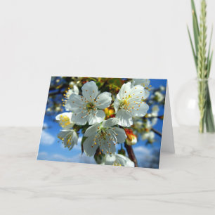 Cartes Pour Fêtes Annuelles Fleur de pommier blanche