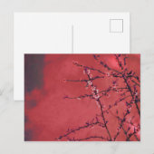 Cartes Pour Fêtes Annuelles Fleur de printemps sur fond rouge (Devant / Derrière)