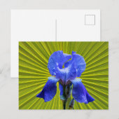 Cartes Pour Fêtes Annuelles Fleur d'Iris (Devant / Derrière)