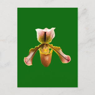 Cartes Pour Fêtes Annuelles Fleur d'orchidée