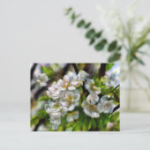 Cartes Pour Fêtes Annuelles Fleurs d'Apple (Debout devant)