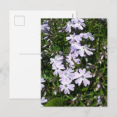 Cartes Pour Fêtes Annuelles Fleurs de fenêtre violet clair (Devant / Derrière)