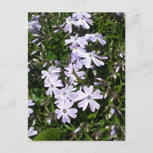 Cartes Pour Fêtes Annuelles Fleurs de fenêtre violet clair (Devant)