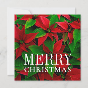 Cartes Pour Fêtes Annuelles Fleurs Poinsettites Rouges